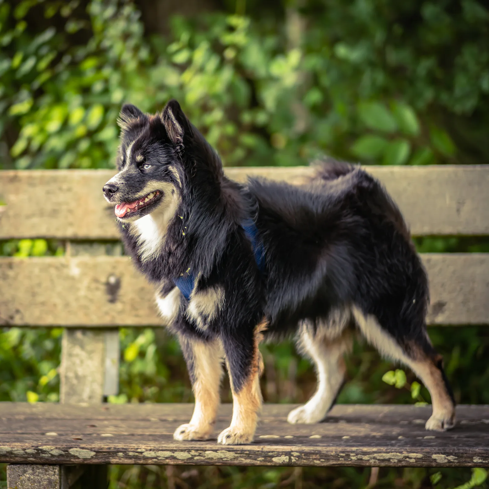Pomsky