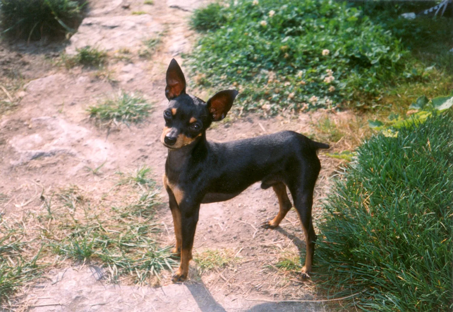 Ratonero de Praga