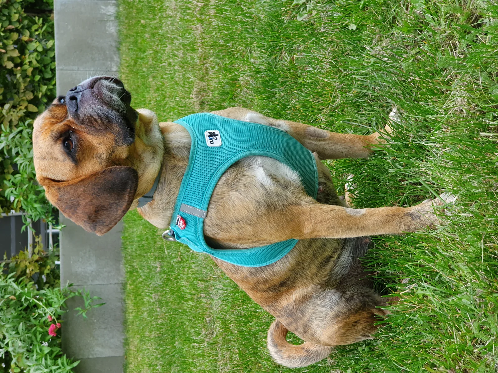 Puggle