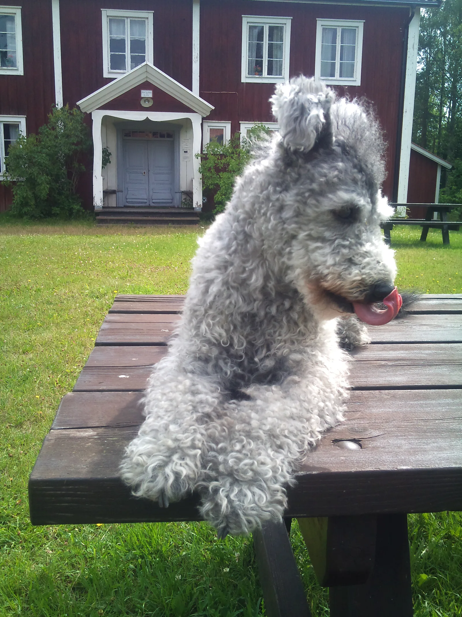 Pumi