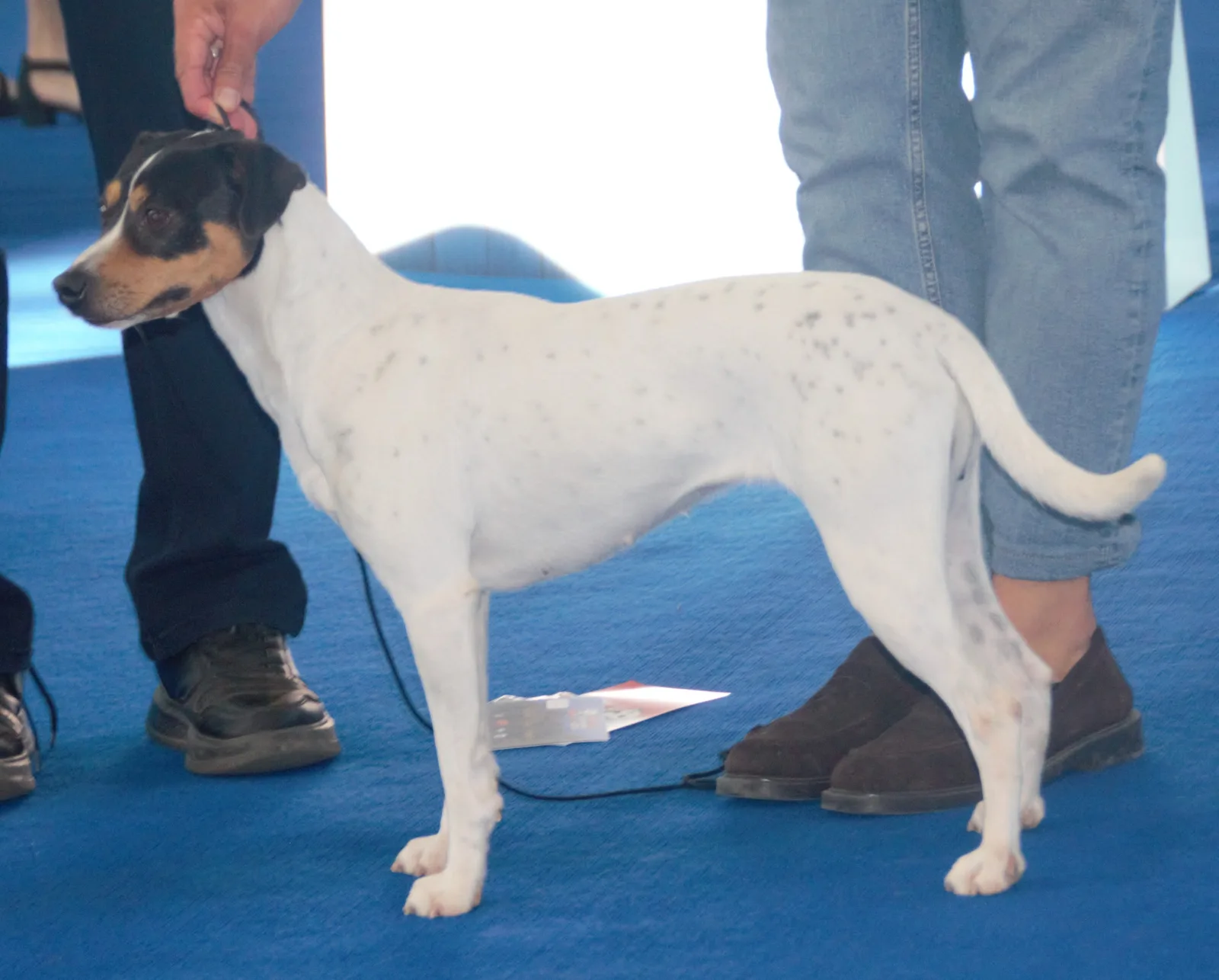Ratonero Bodeguero Andaluz