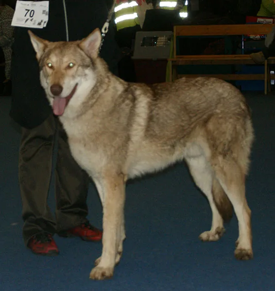 Perro Lobo de Saarloos