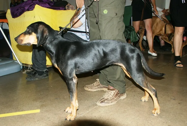 Sabueso Austríaco Negro y Fuego