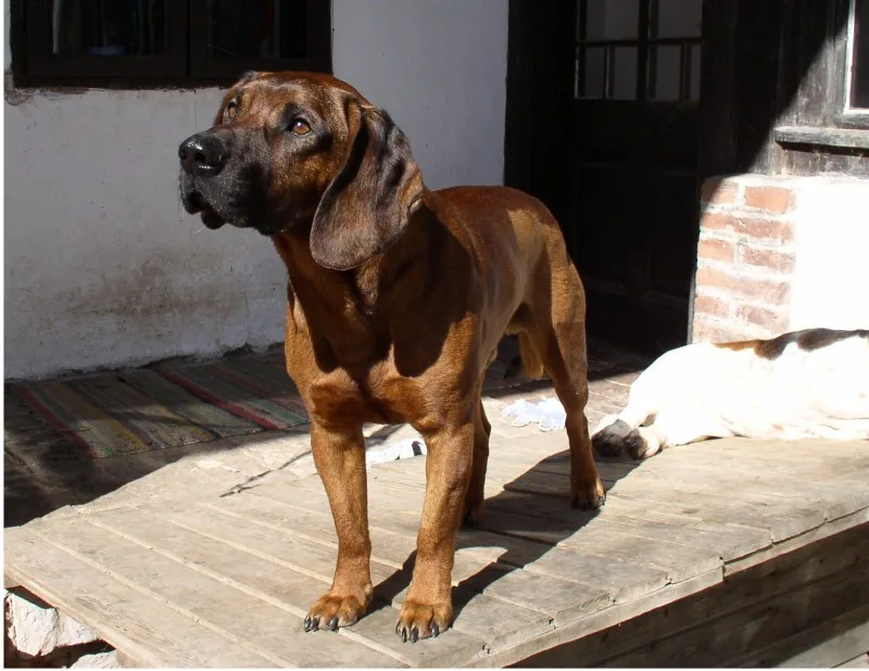 Sabueso de Hannover