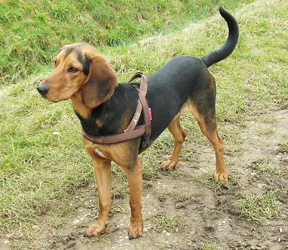 Sabueso Helénico