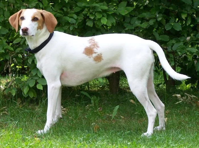 Sabueso Istriano de Pelo Corto
