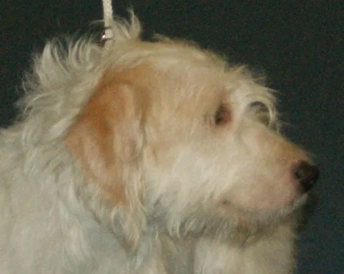 Sabueso Istriano de Pelo Duro