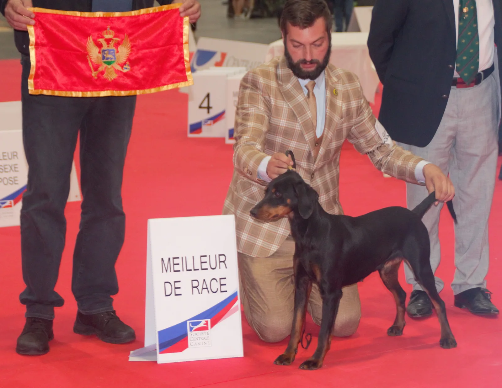 Sabueso Montenegrino