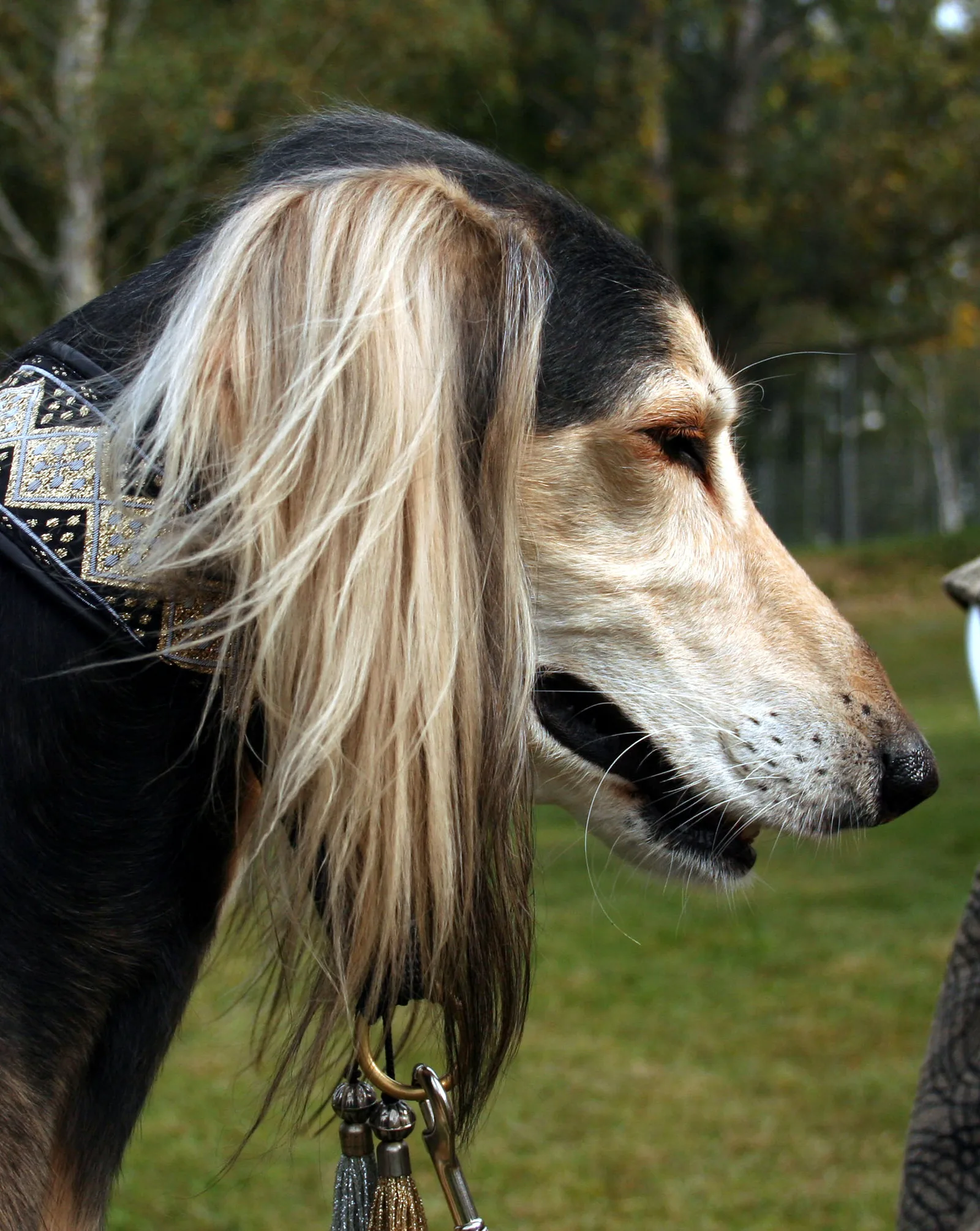 Saluki