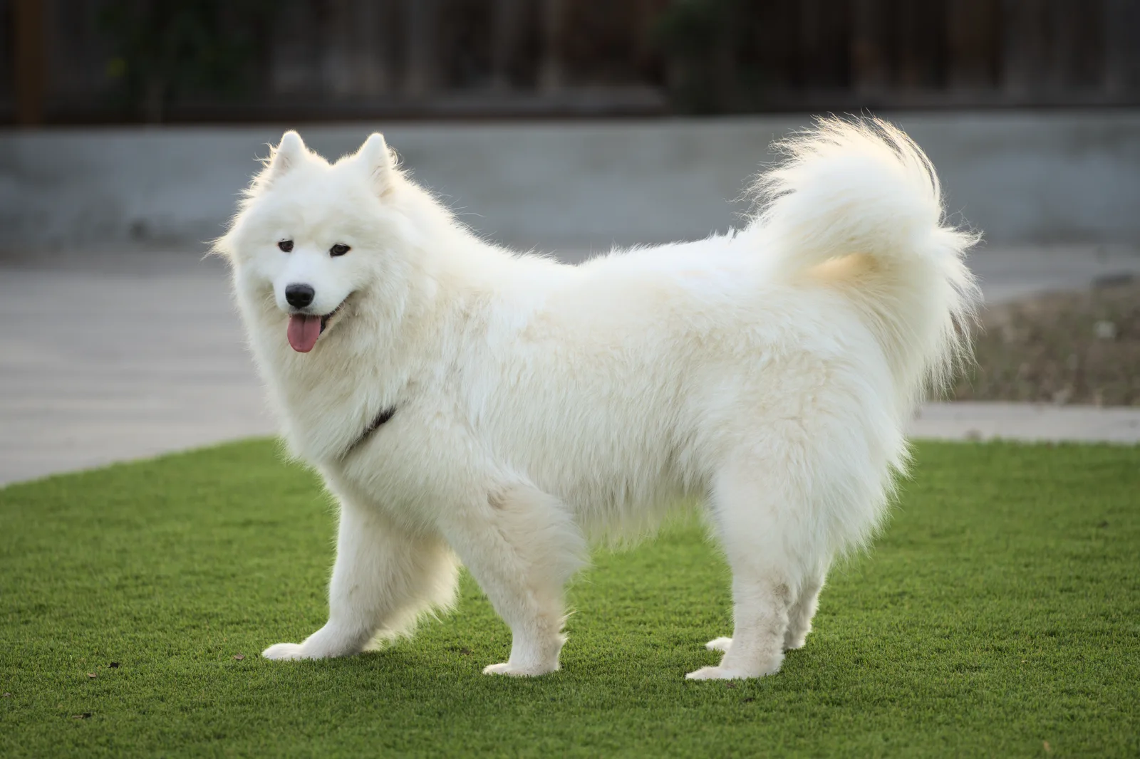 Samoyedo