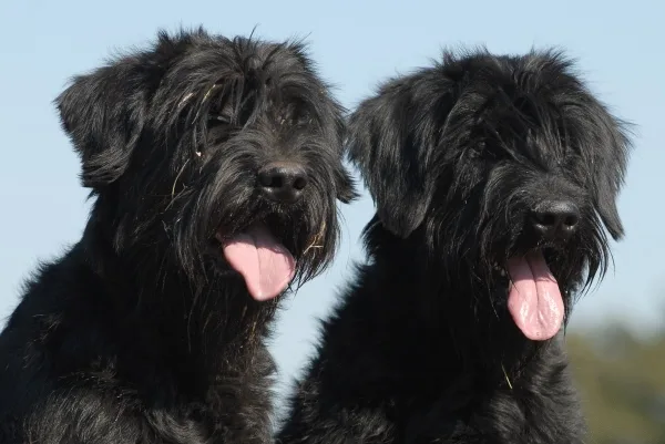 Schnauzer Gigante