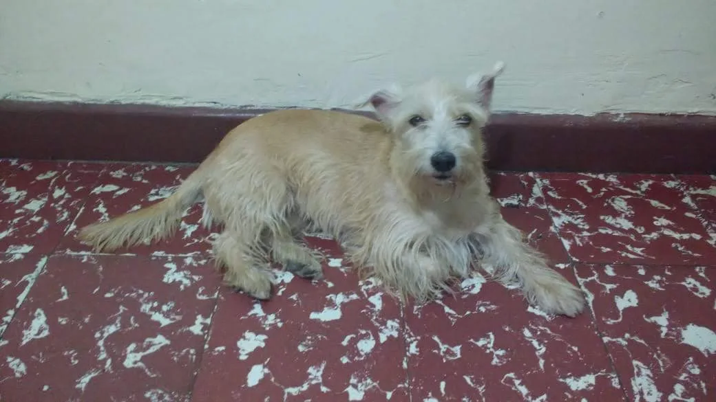 Schnauzer Mediano