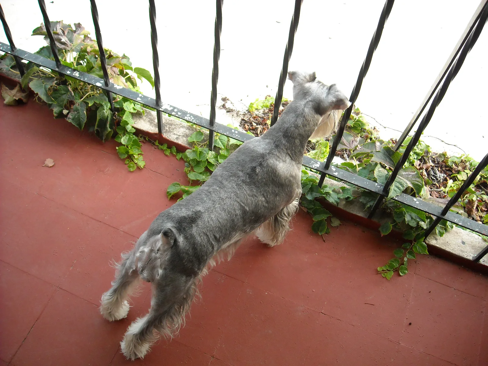 Schnauzer Miniatura