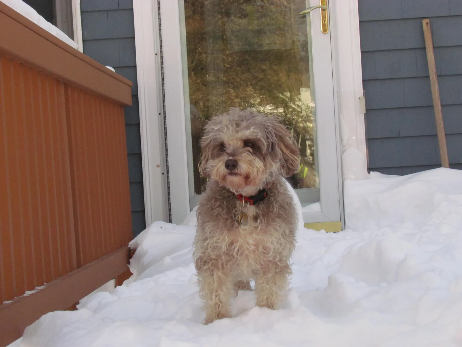 Schnoodle