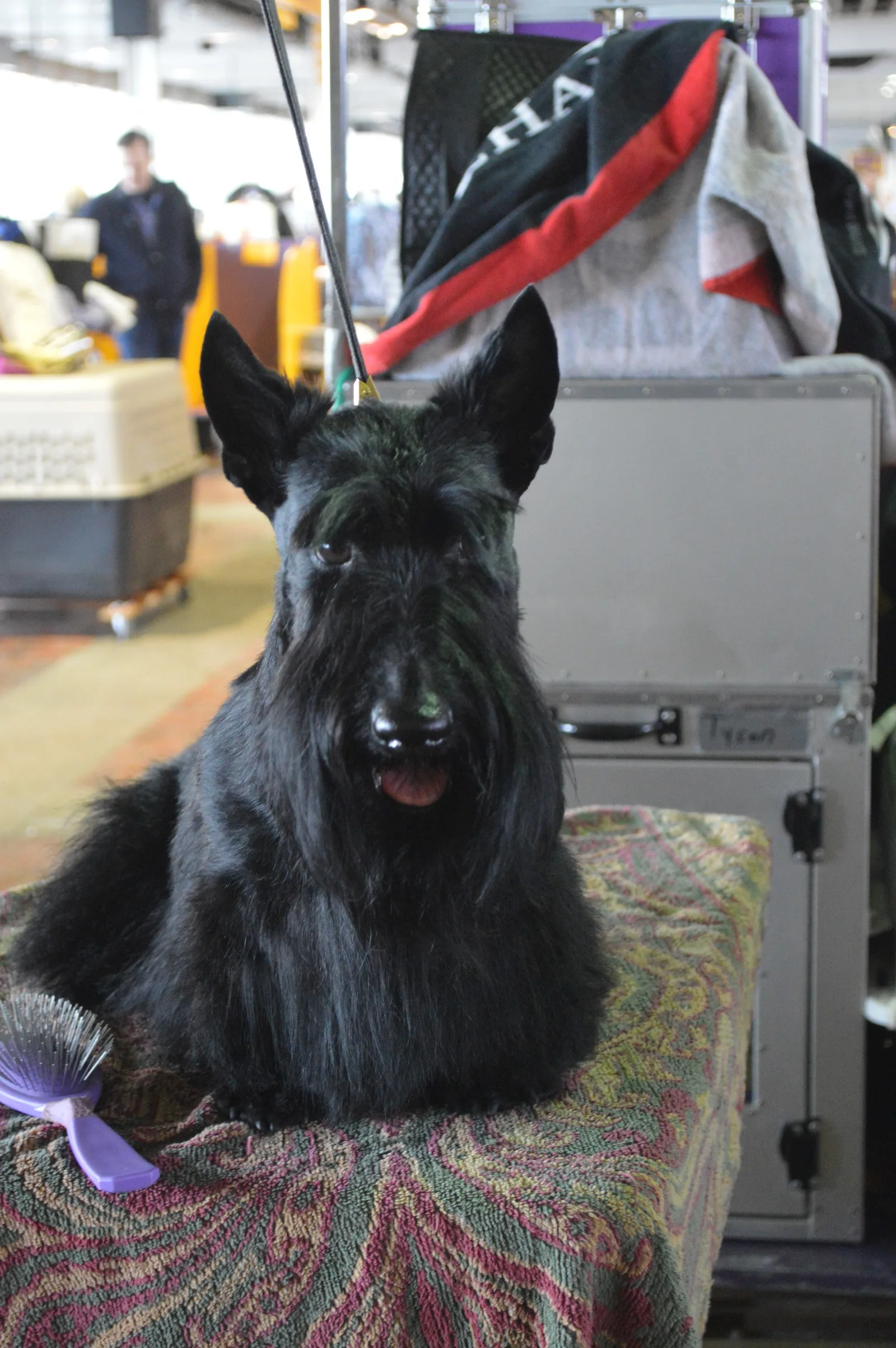 Scottish Terrier