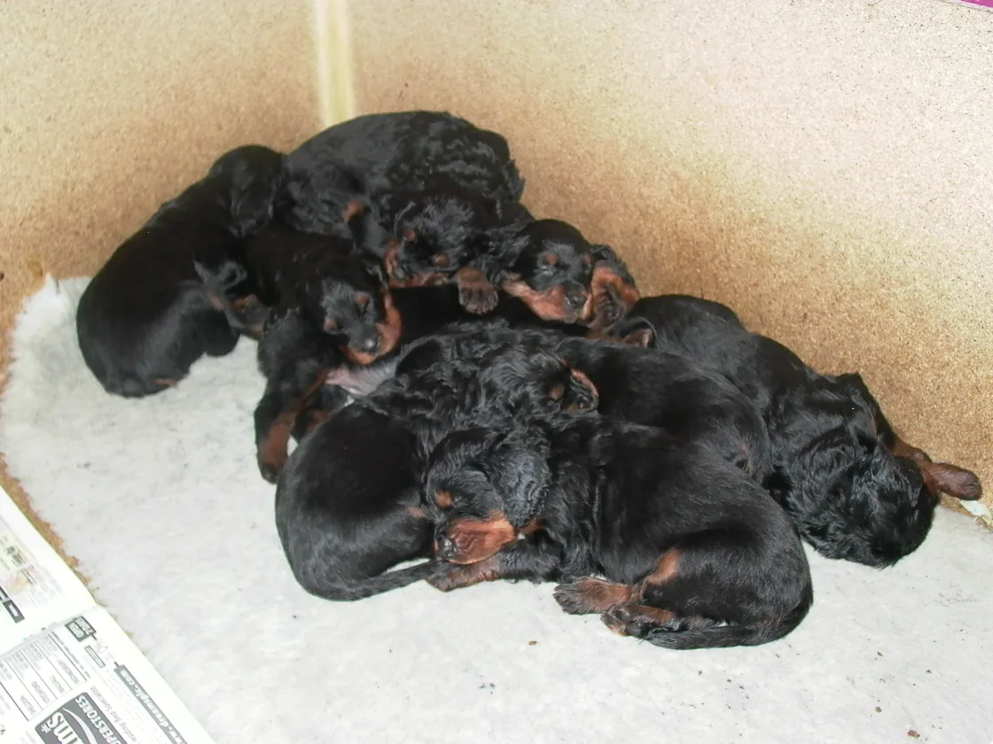 Setter Gordon