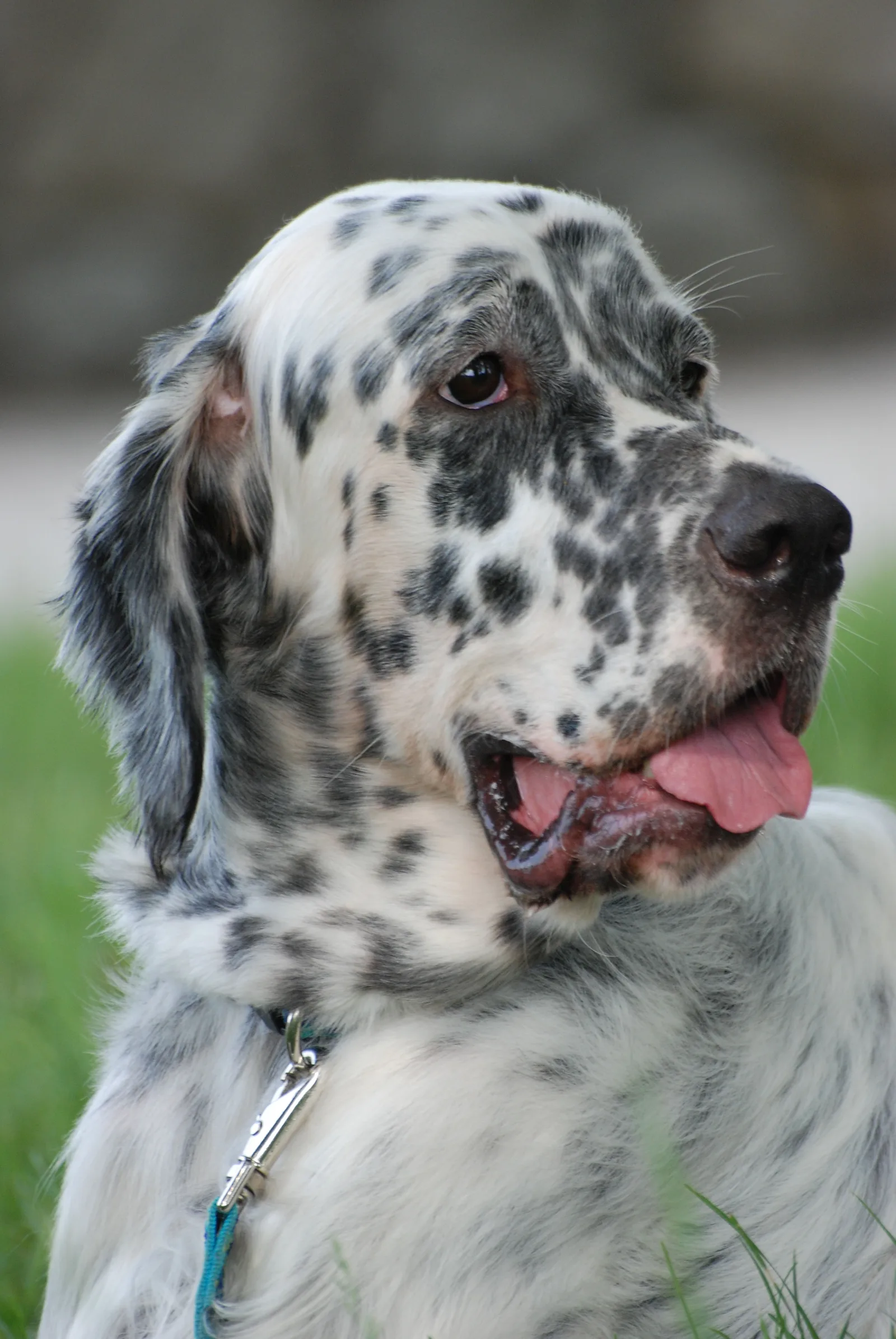 Setter Inglés