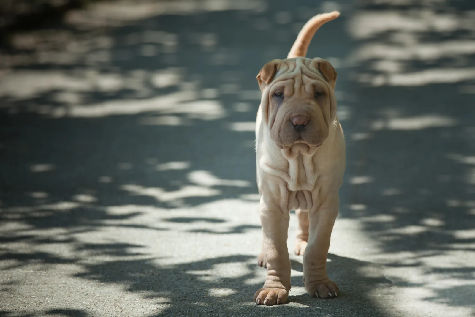 Shar Pei