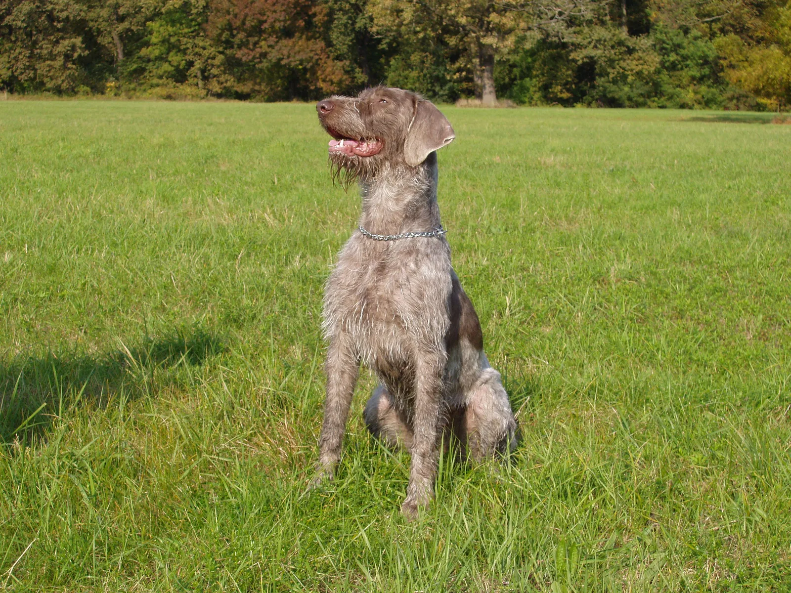 Perro de Muestra Eslovaco de Pelo Duro
