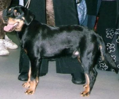Sabueso de Smaland