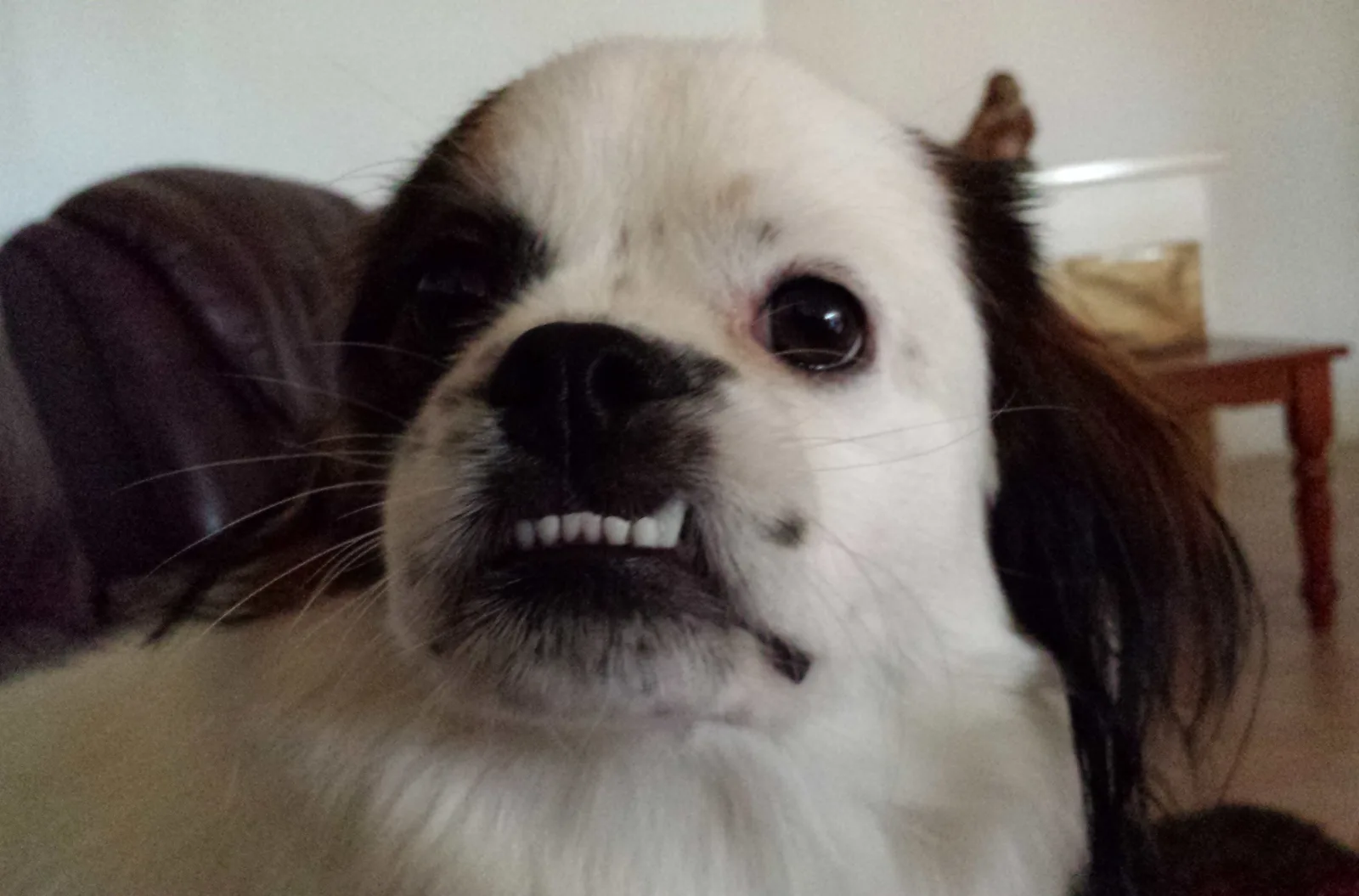 Spaniel Tibetano