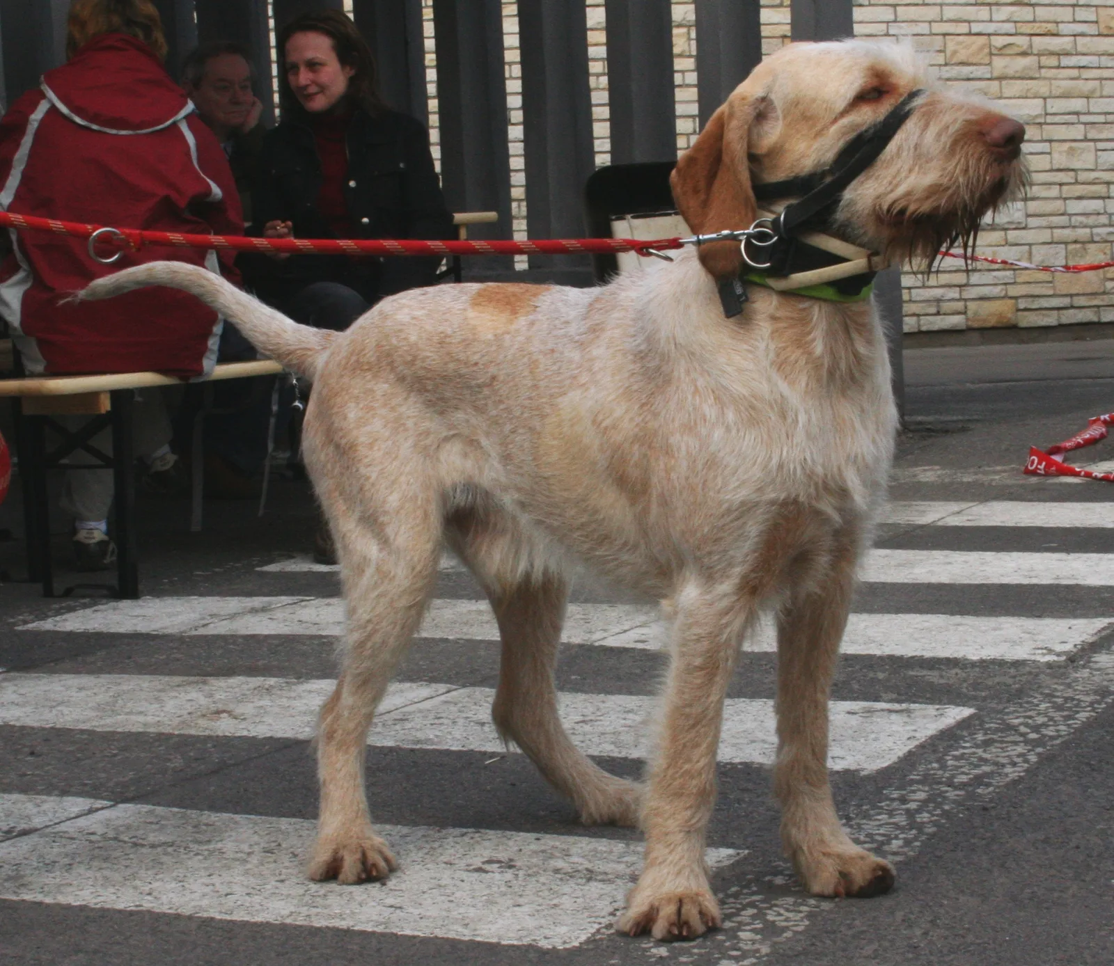 Spinone Italiano