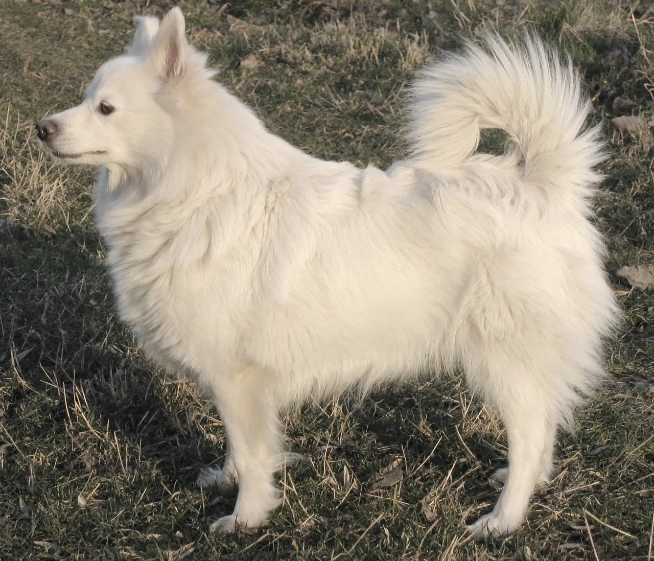Spitz Alemán Grande