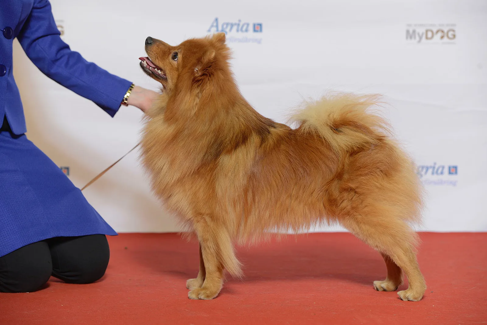 Spitz Alemán Mediano