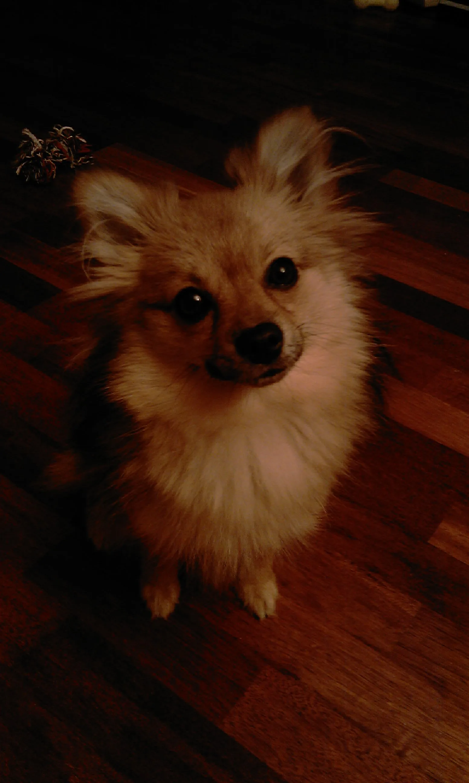 Spitz Alemán Pequeño