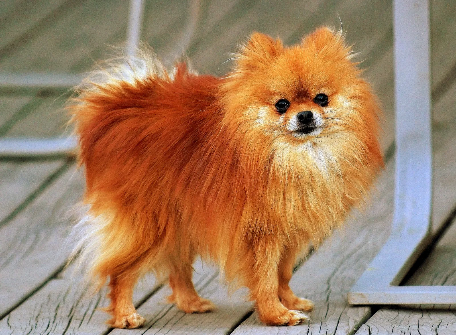 Spitz Alemán Toy