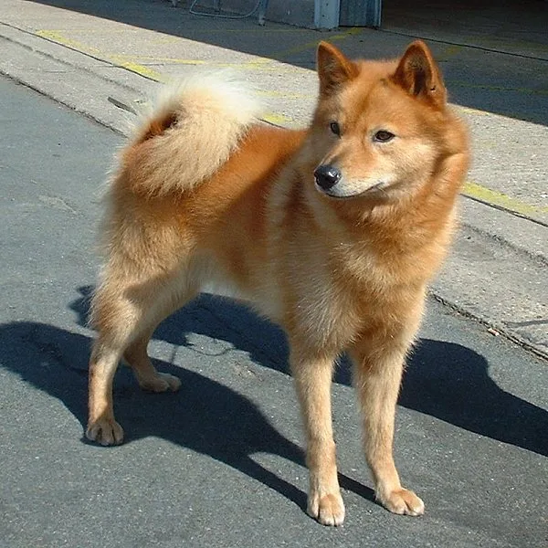 Spitz Finlandés