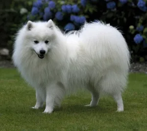 Spitz Japonés