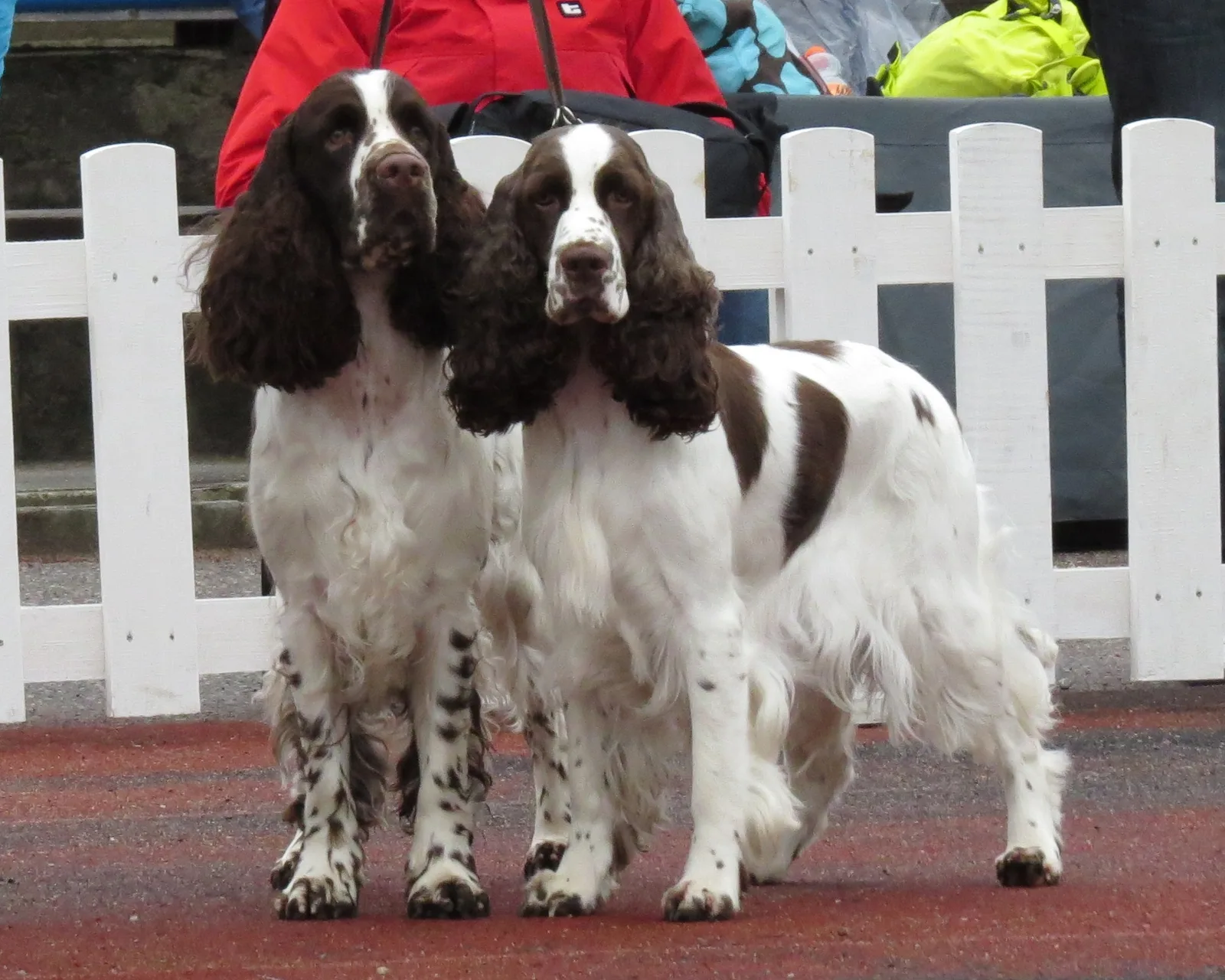 Springer Spaniel Inglés