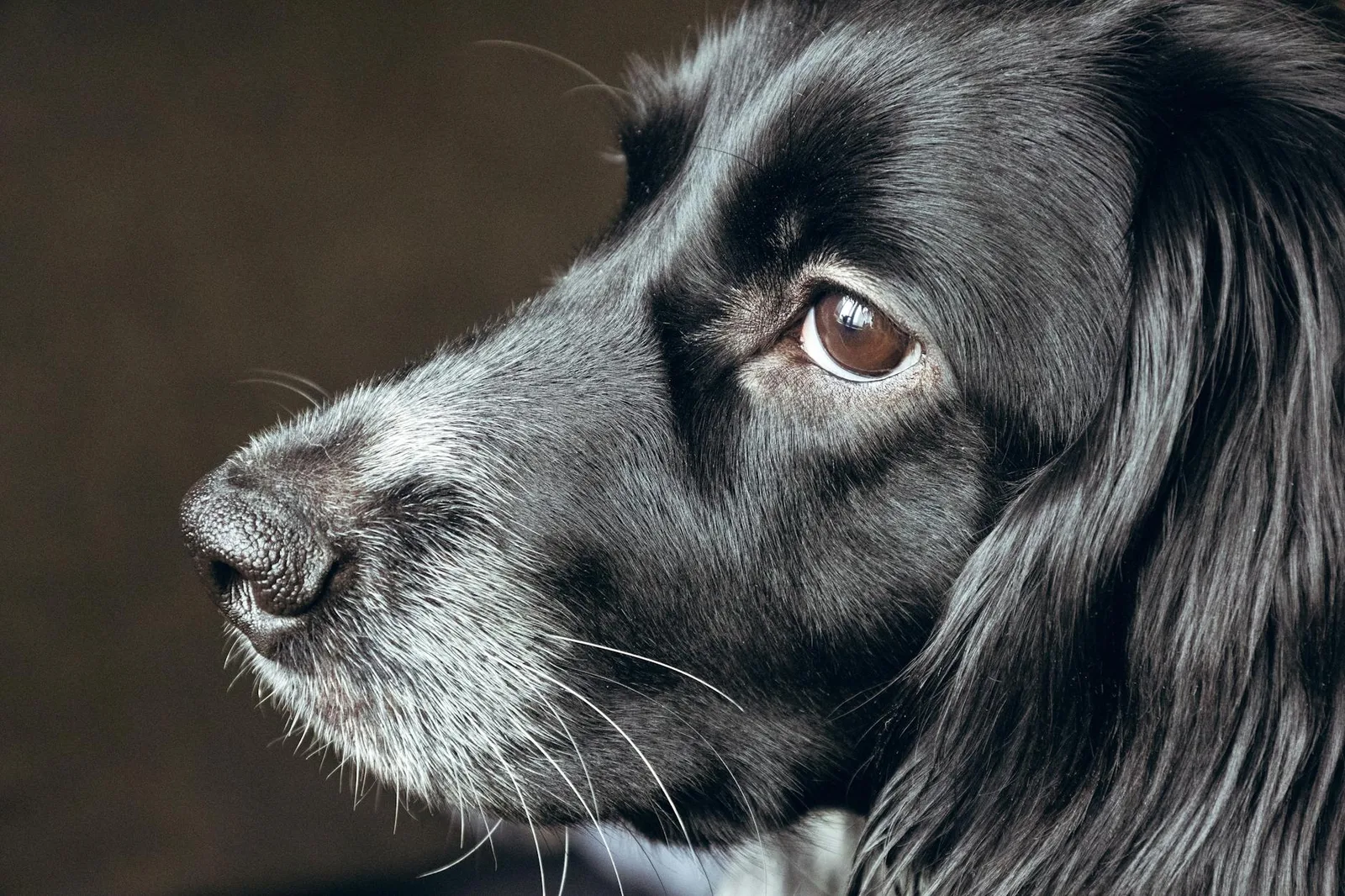 Sprocker