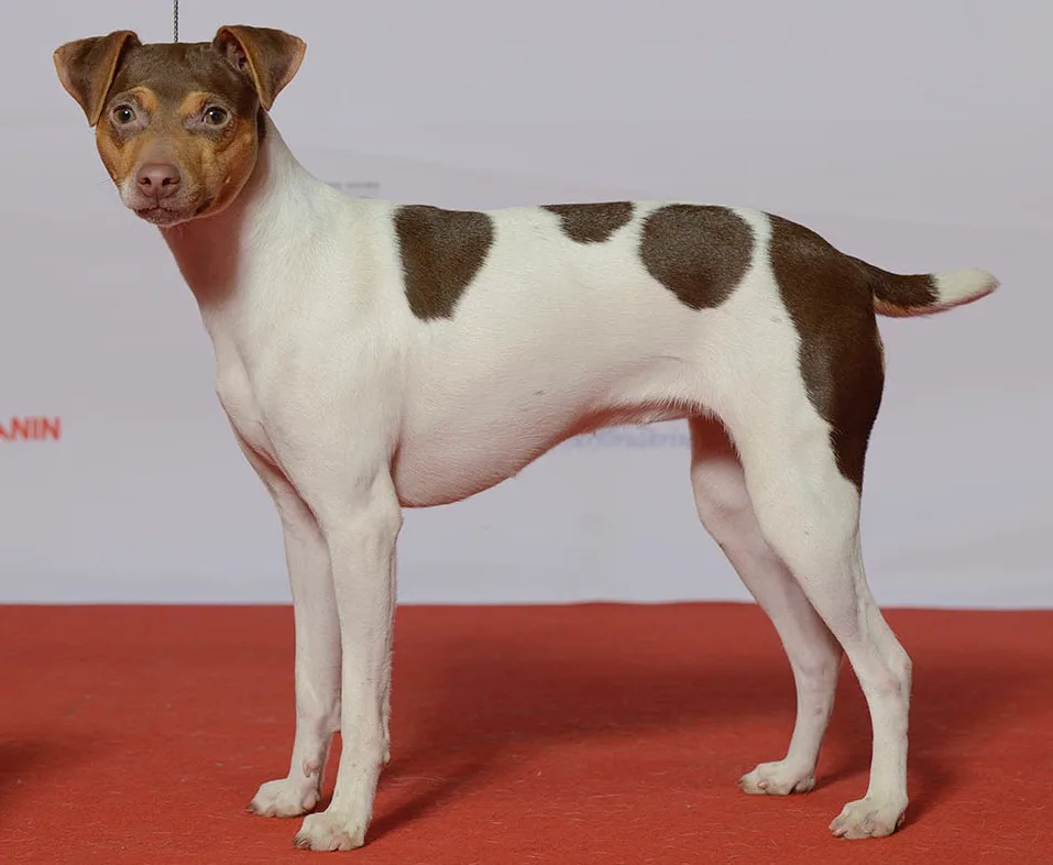 Terrier Brasileño