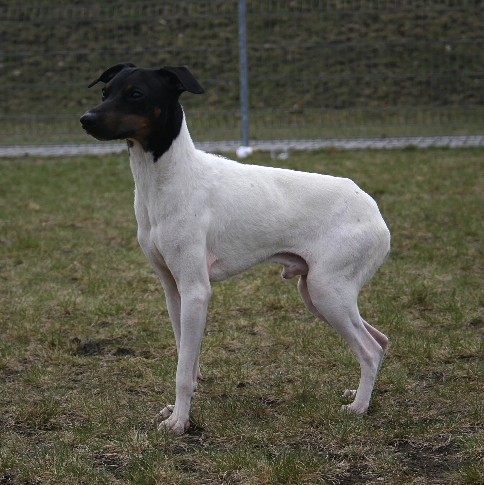 Terrier Japonés