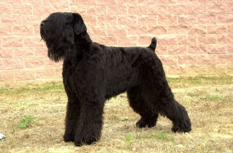 Terrier Negro Ruso