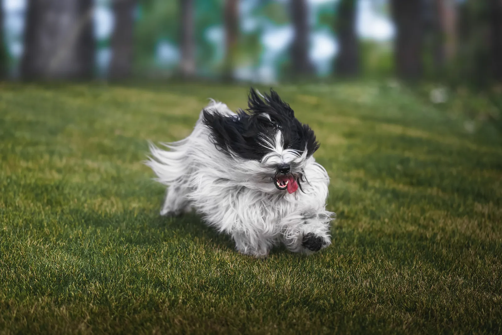 Tibetan Terrier
