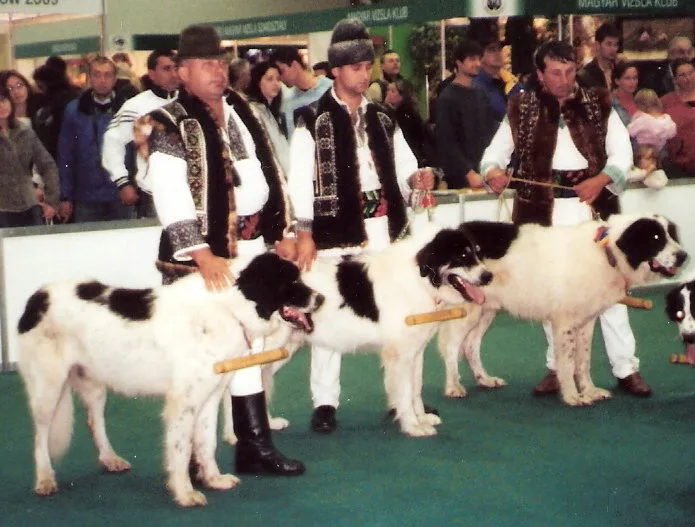 Tornjak