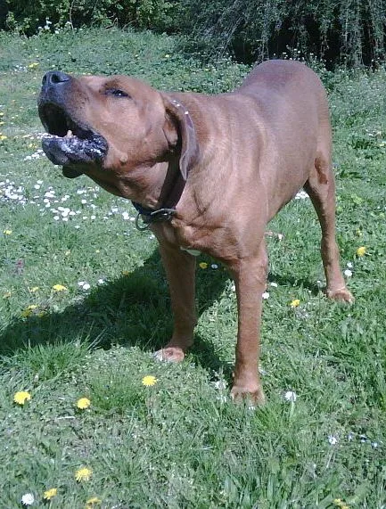 Tosa Inu