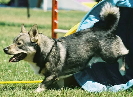 Vallhund Sueco
