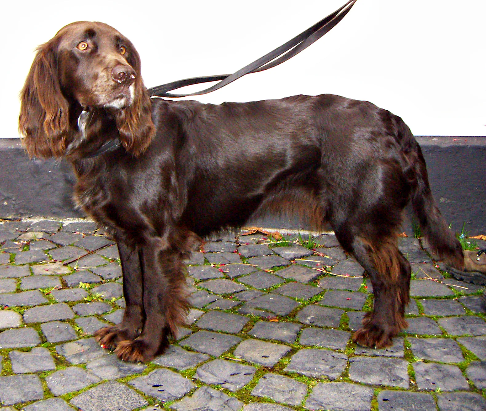 Wachtelhund Alemán