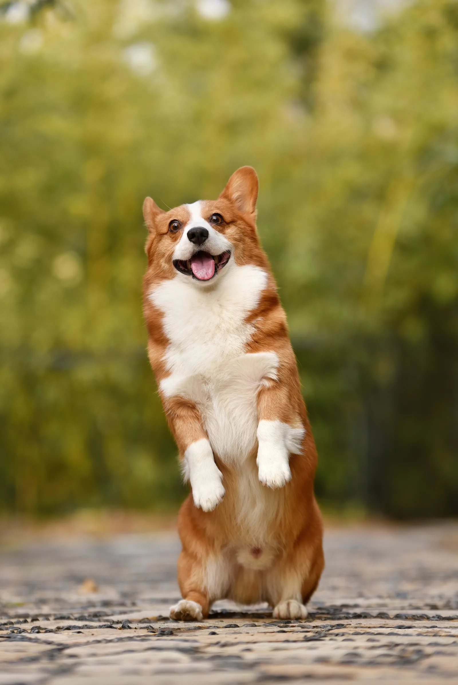 Welsh Corgi Cardigan