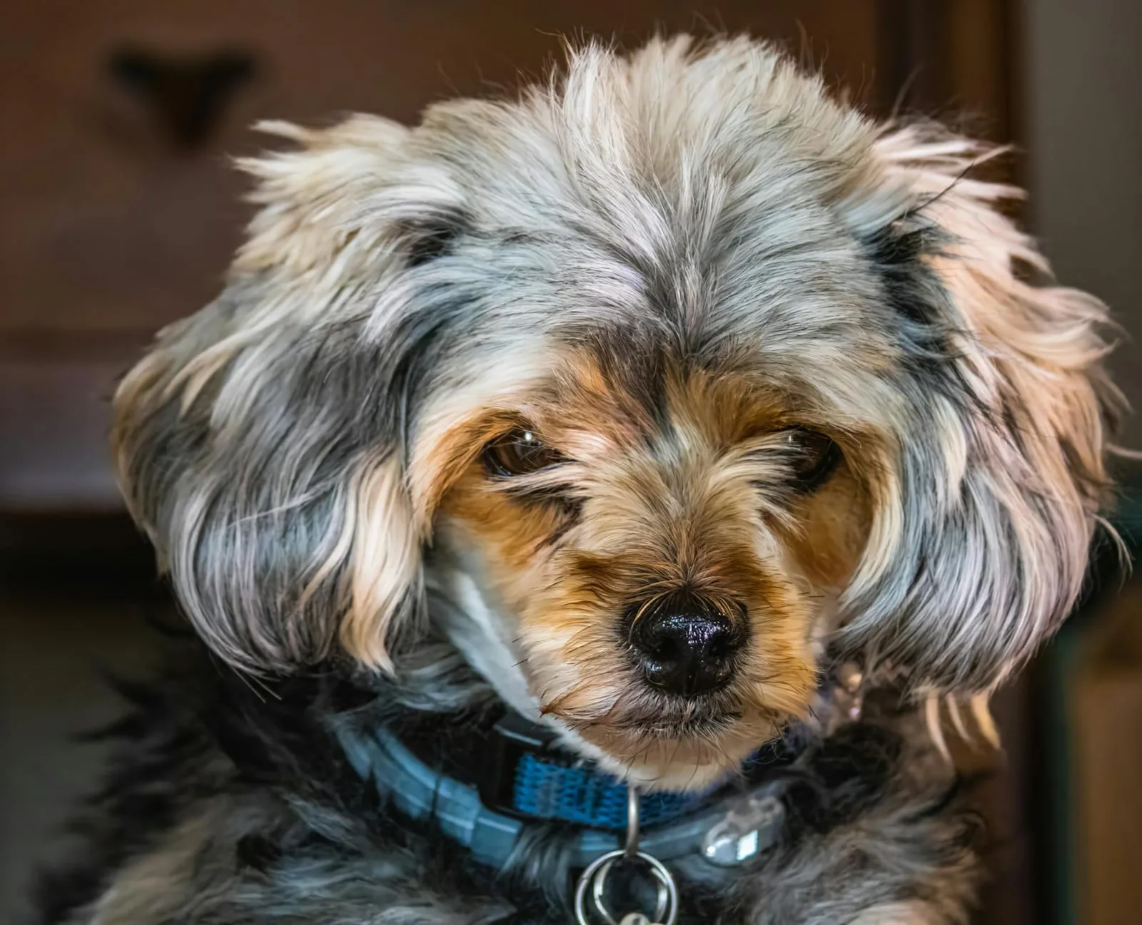 Yorkipoo